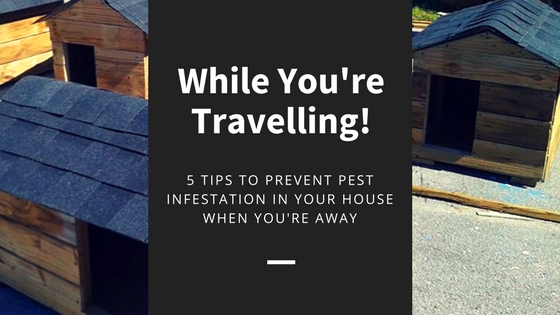 5 Tips To Prevent Pest Infestation in Your House While You're Travelling